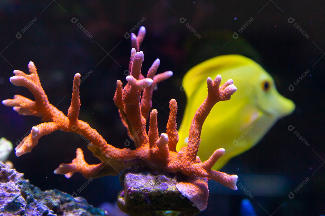 Peixes marinhos em aquário de recife e rocha viva