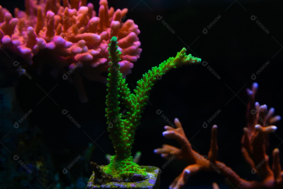 Peixes marinhos em aquário de recife e rocha viva