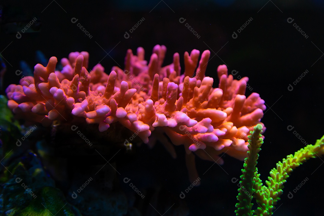 Peixes marinhos em aquário de recife e rocha viva