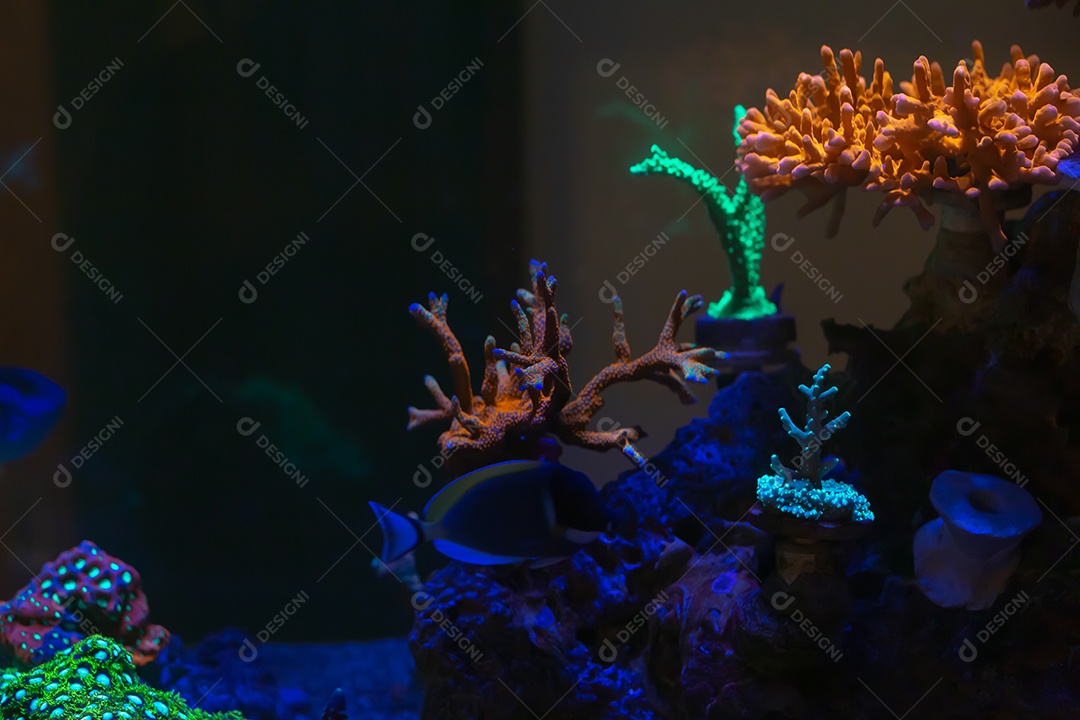 Peixes marinhos em aquário de recife e rocha viva