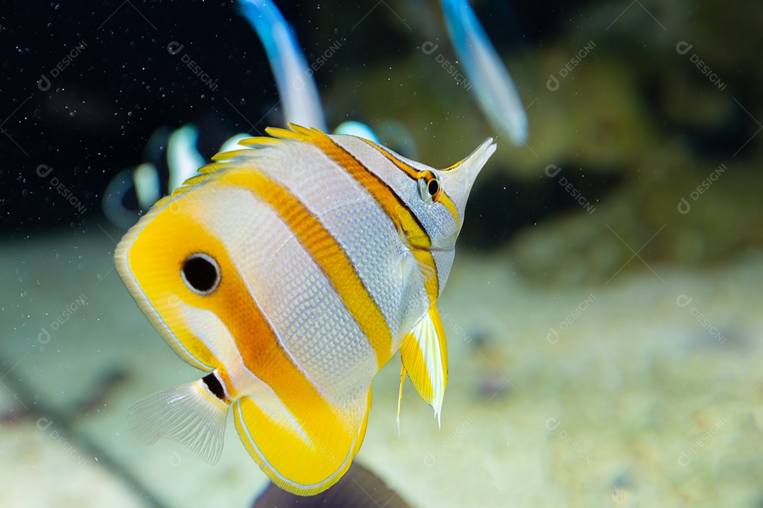 Peixes marinhos em aquário de recife e rocha viva