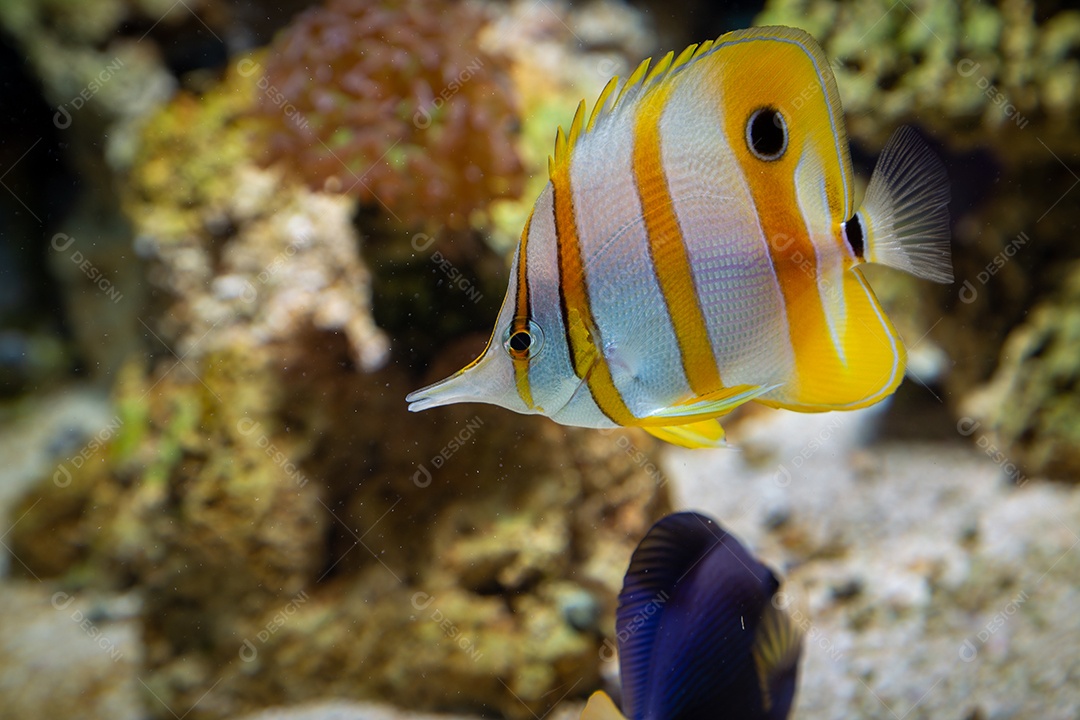 Peixes marinhos em aquário de recife e rocha viva