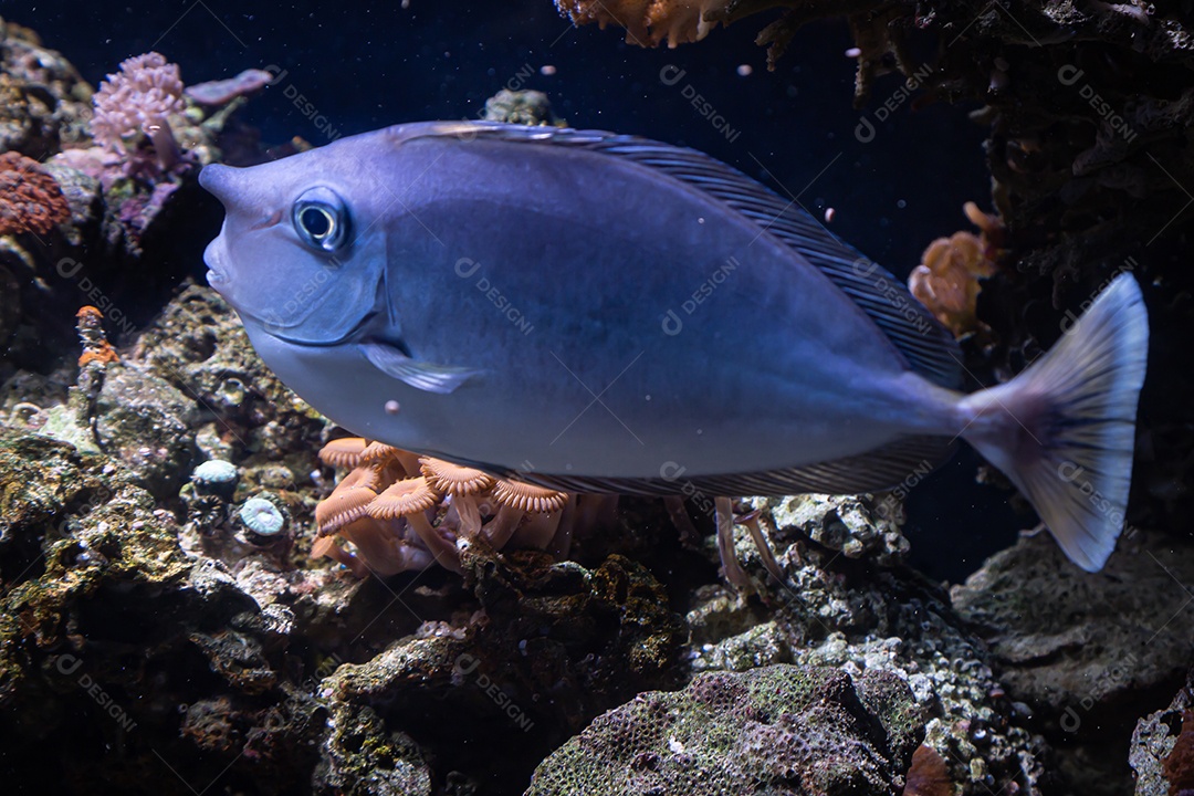 Peixes marinhos em aquário de recife e rocha viva