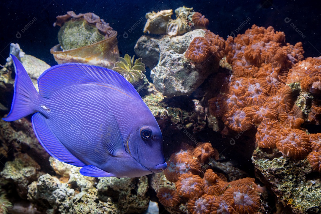 Peixes marinhos em aquário de recife e rocha viva