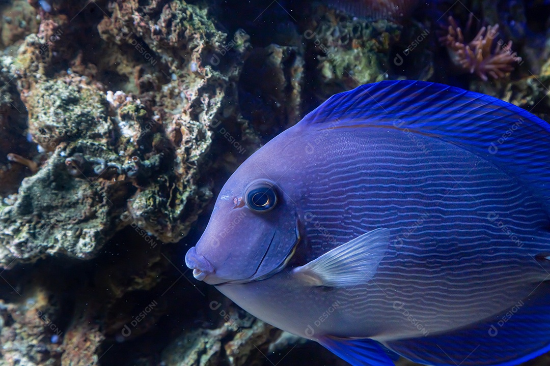 Peixes marinhos em aquário de recife e rocha viva