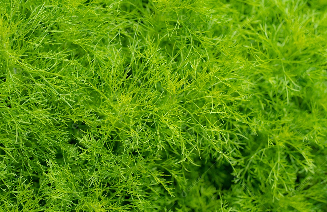 Folhas verdes de planta ornamental no jardim