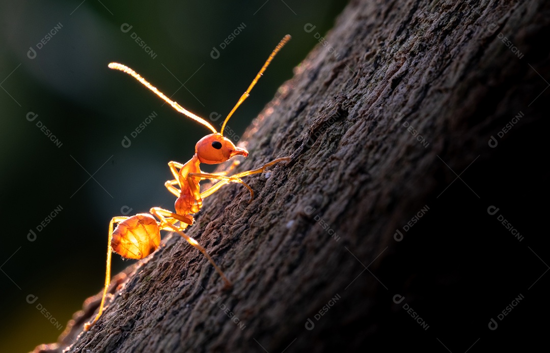 Inseto formiga sobre arvore