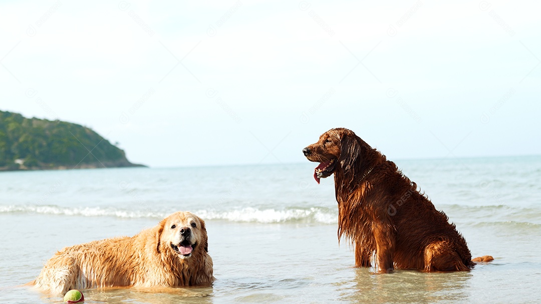 Cachorro feliz brincando com ondas de água na praia