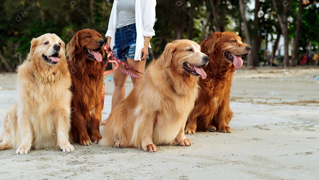 A mulher feliz com o grupo de cães relaxa e descansa desfruta da liberdade na praia