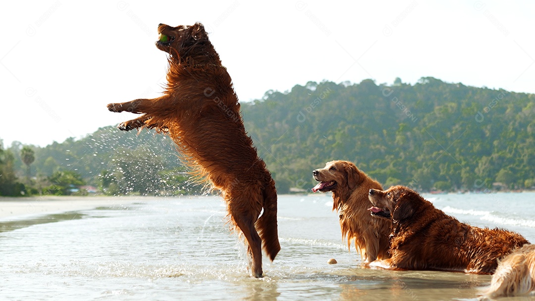 Grupo de cães que senta-se relaxa e descansa aprecia a liberdade na praia