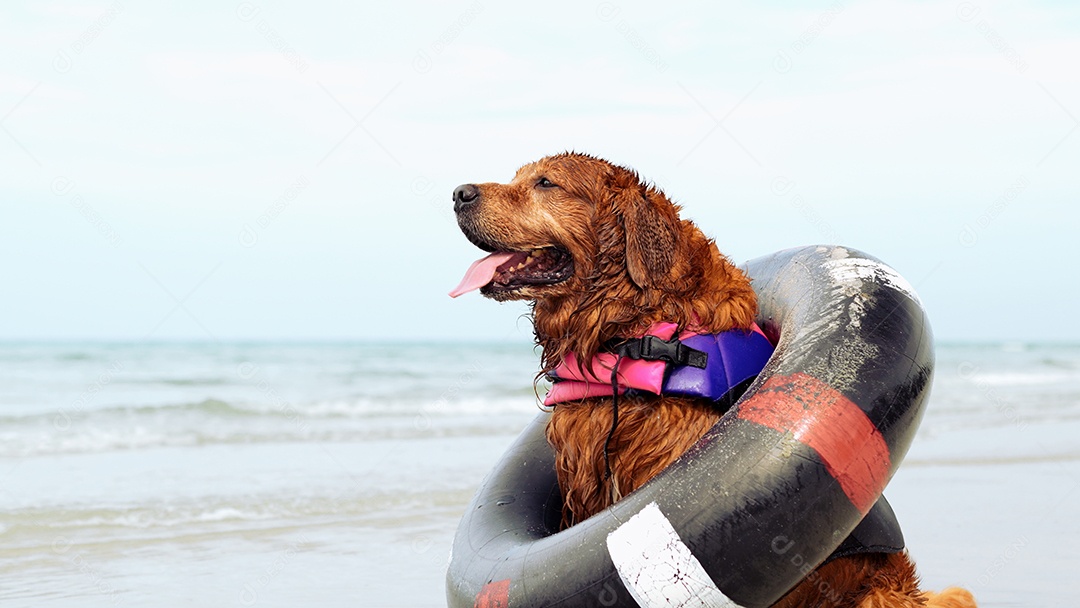 Cachorro no anel de borracha descansando na praia, fim de semana feliz ao pôr do sol