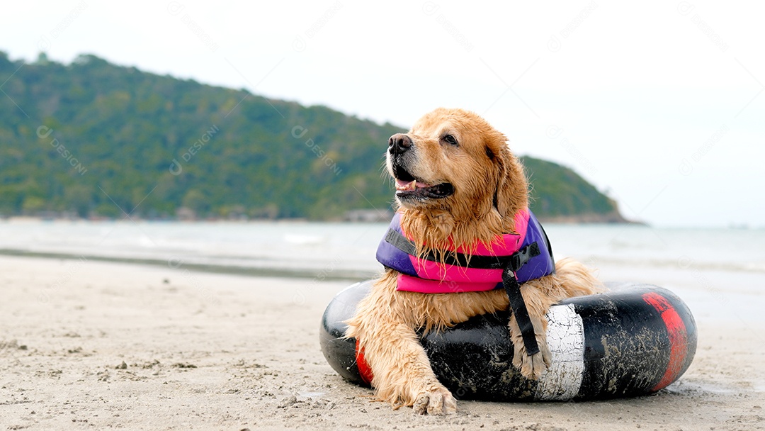 Cachorro no anel de borracha descansando na praia, fim de semana feliz ao pôr do sol