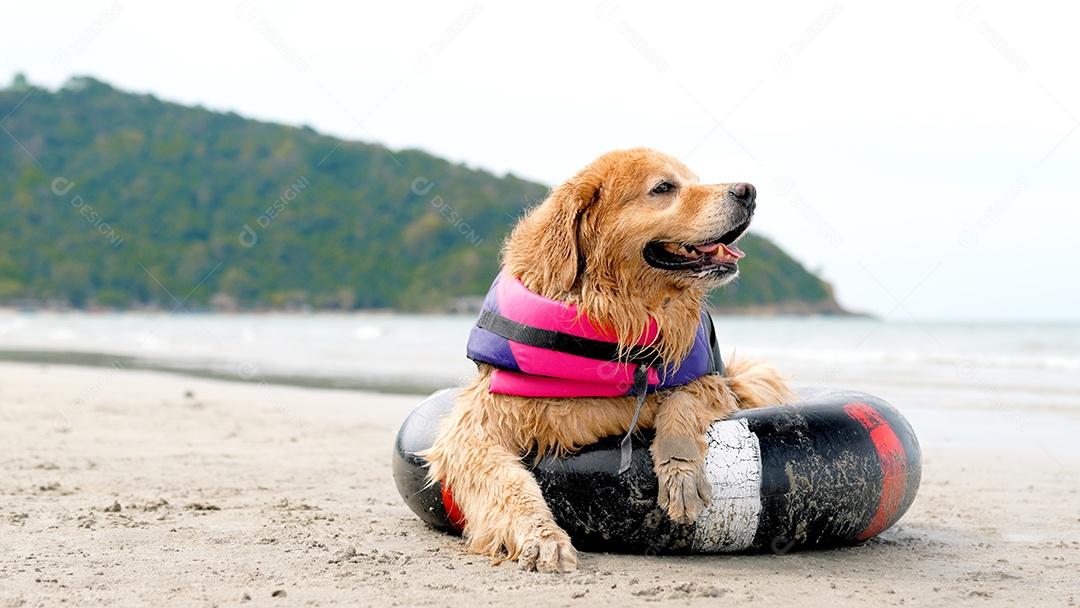 Cachorro no anel de borracha descansando na praia, fim de semana feliz ao pôr do sol