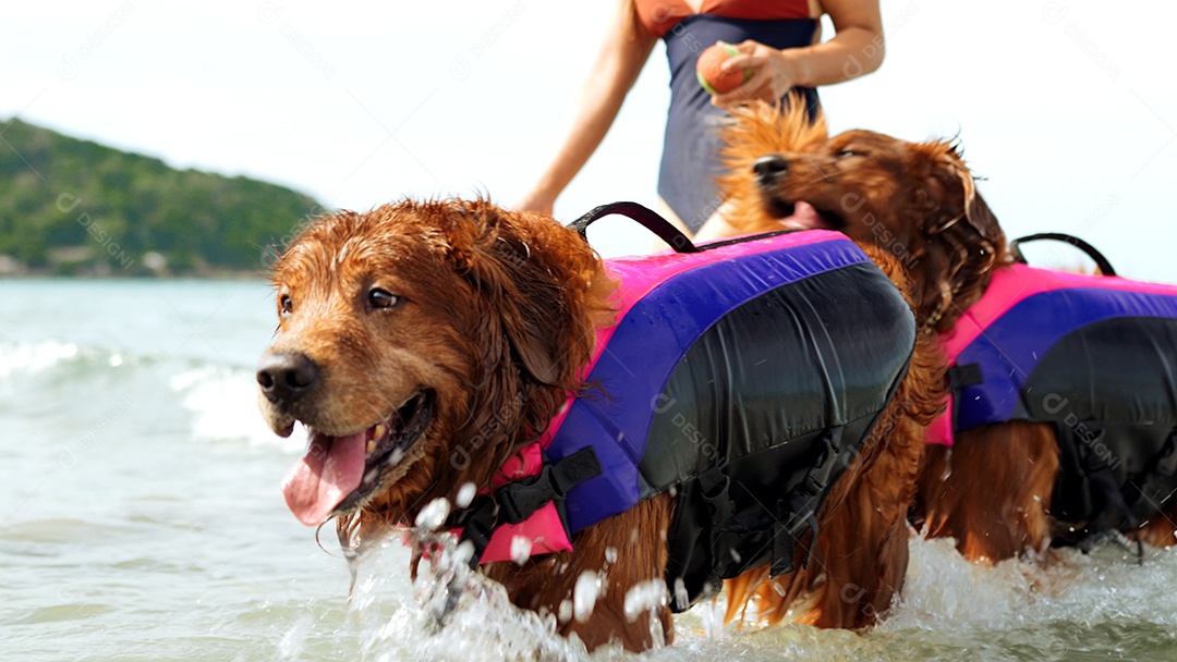Grupo de cães que senta-se relaxa e descansa aprecia a liberdade na praia
