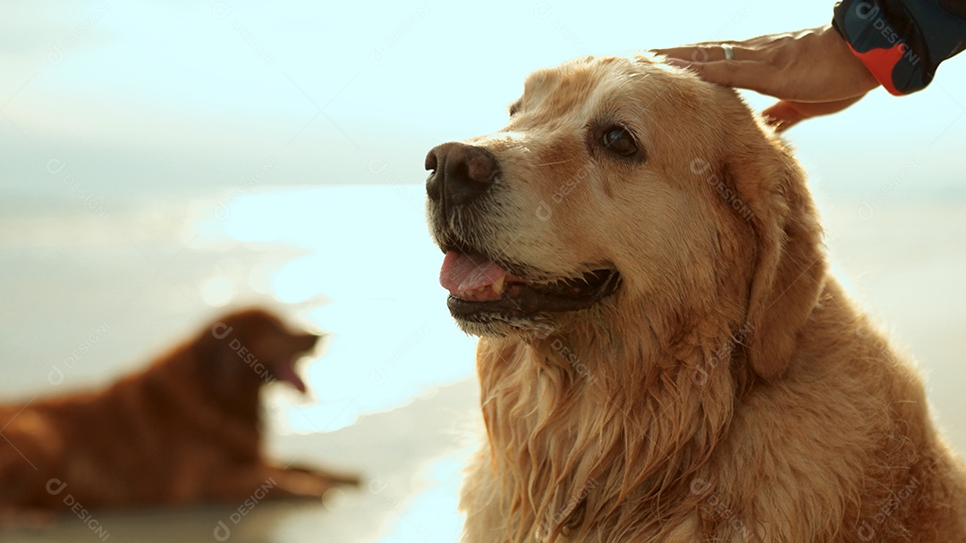 Cão dourado no belo pôr do sol no estilo de vida de relaxamento da praia