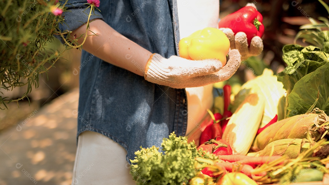 Mulher jovem agricultora colhendo vegetais na fazenda