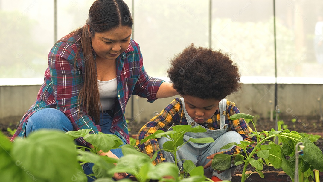 O fazendeiro familiar feliz trabalha junto e ensina seu filho a cultivar vegetais hidropônicos orgânicos frescos em um jardim com efeito de estufa.