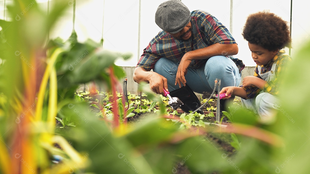 O homem asiático ensina seu filho a cultivar vegetais hidropônicos frescos orgânicos em um jardim com efeito de estufa