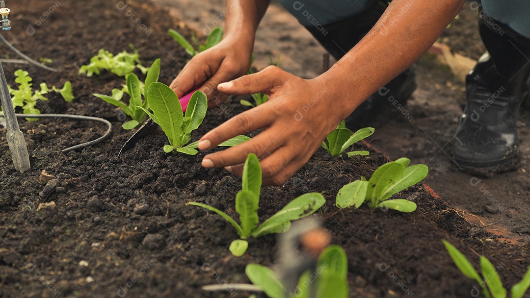 Homem asiático arando o solo para cultivar vegetais hidropônicos frescos orgânicos em um jardim com efeito de estufa