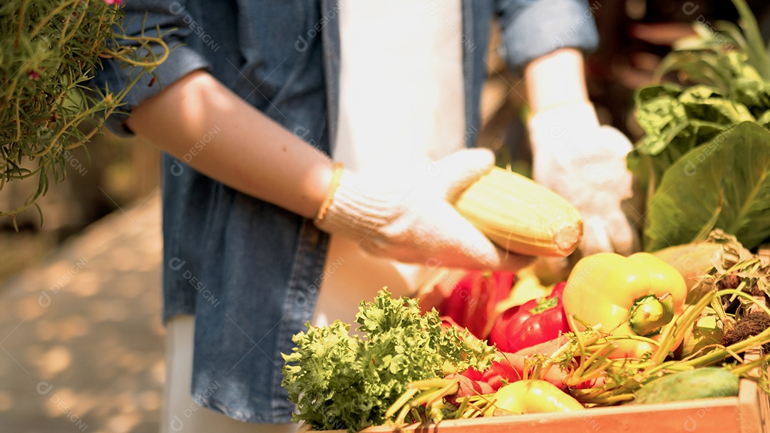 Close-up mão jovem segurando pimentões com legumes orgânicos frescos, jovens agricultores trabalhando na casa da fábrica.