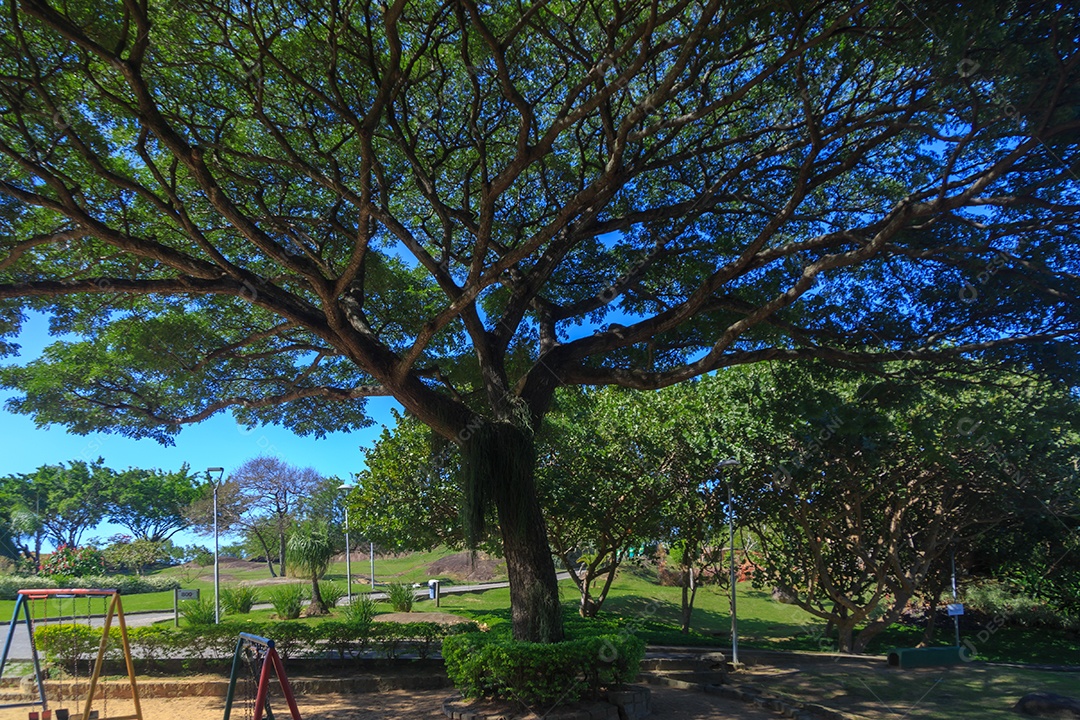 Árvore grande com sombra em parque