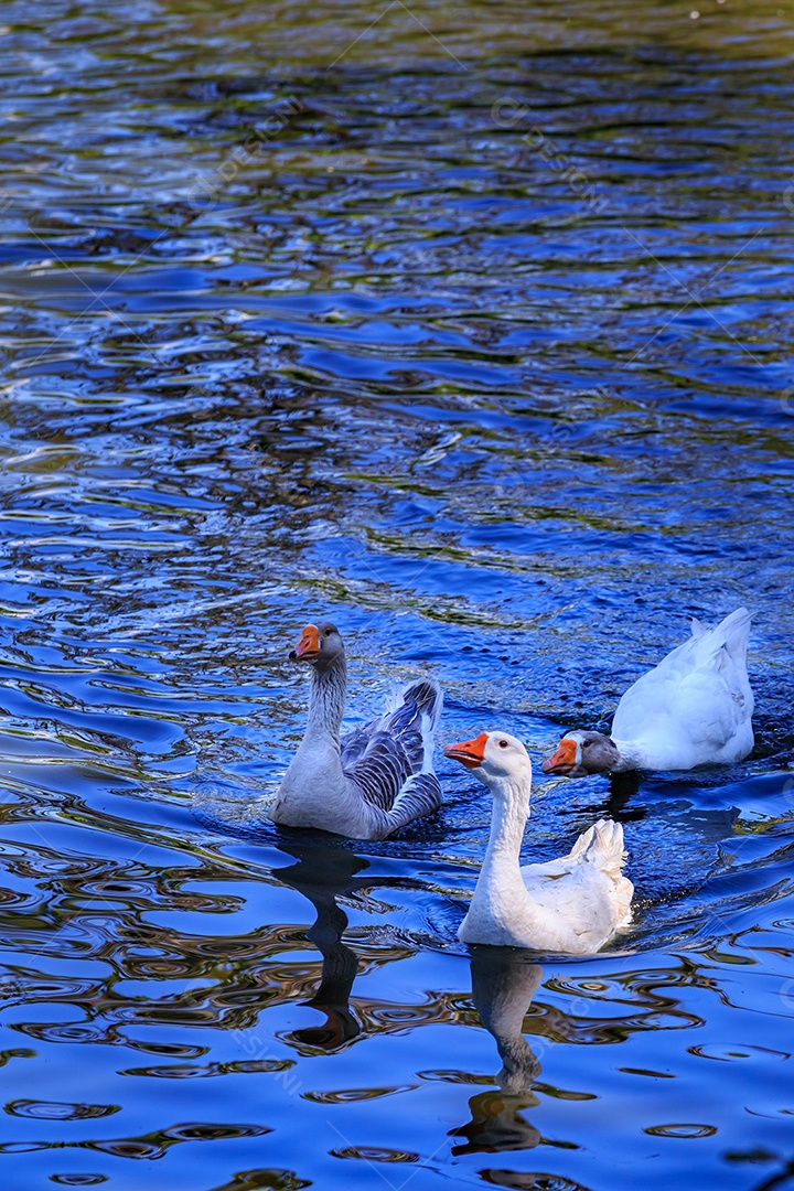 Patos brancos nadando em lago
