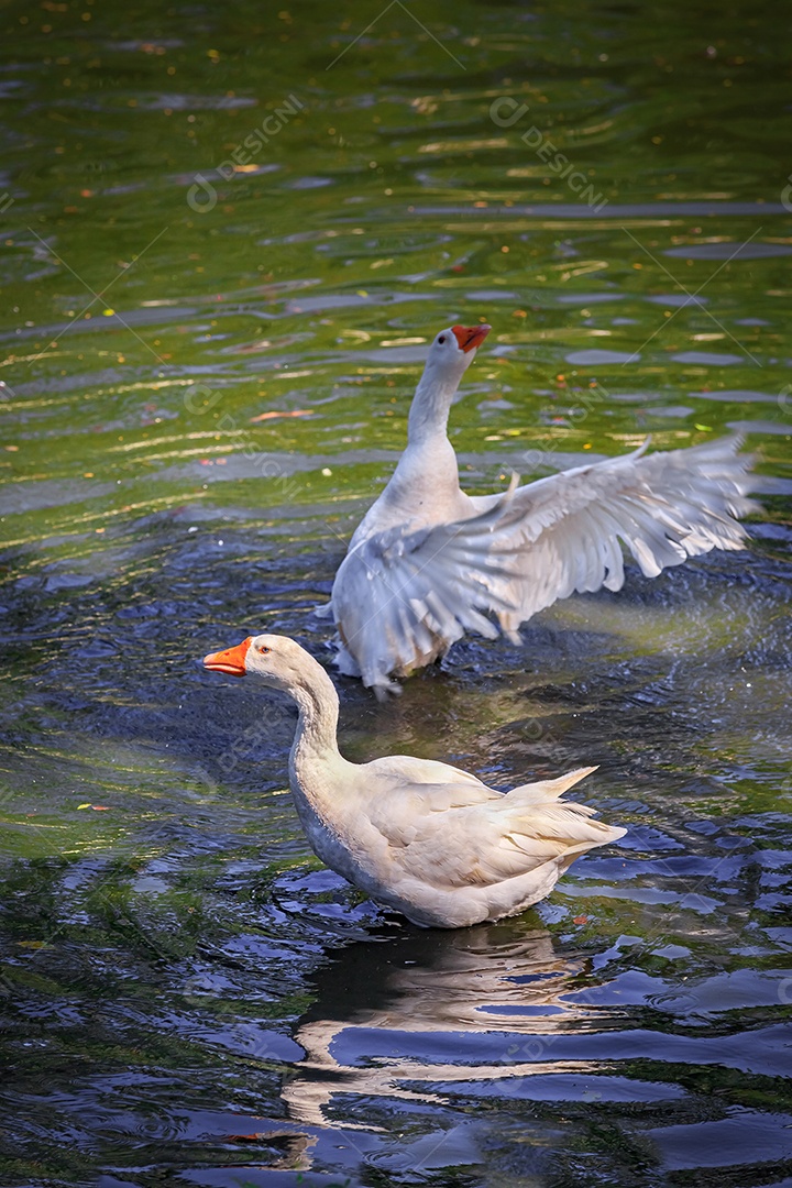 Patos brancos nadando em lago