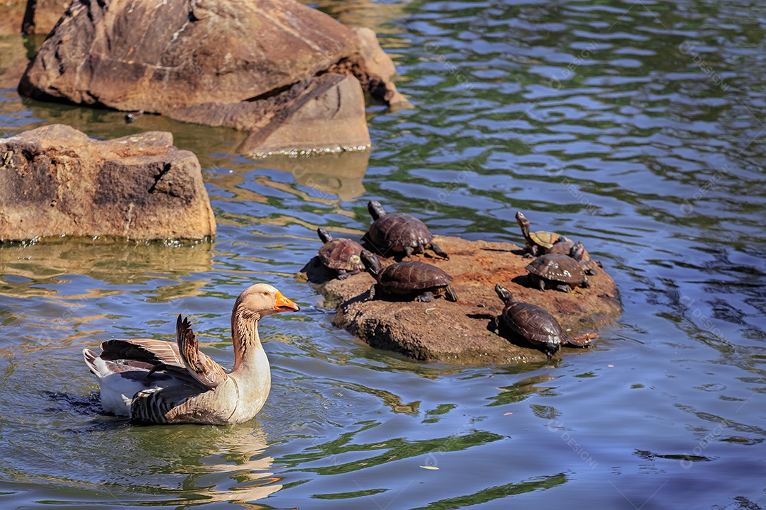 Pato marrom nadando em lago