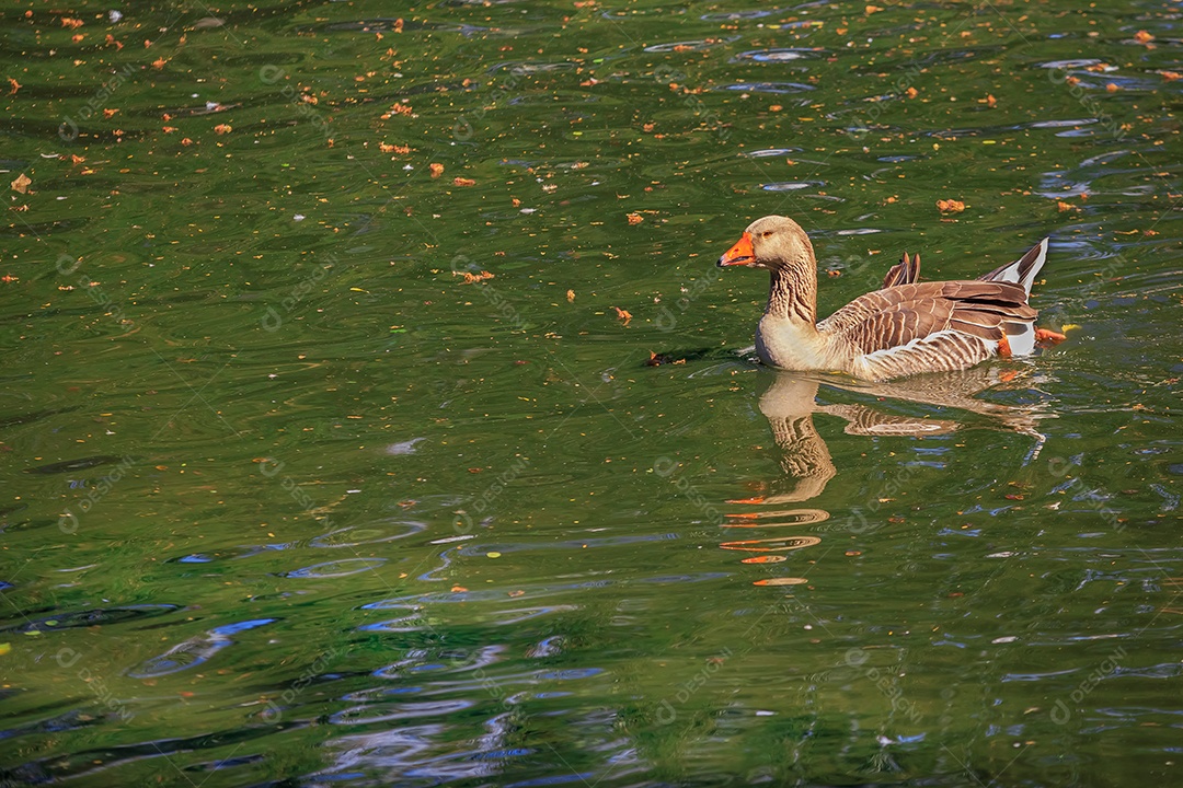 Pato marrom nadando em lago