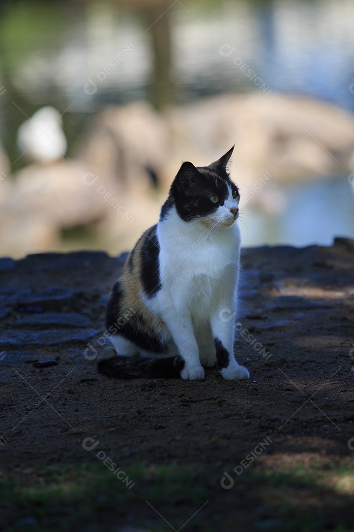 Gato rajado deitado em estrada