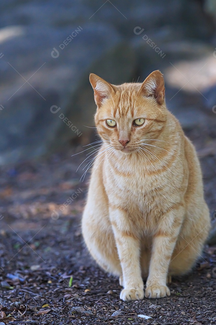 Gato amarelo sentado na estrada