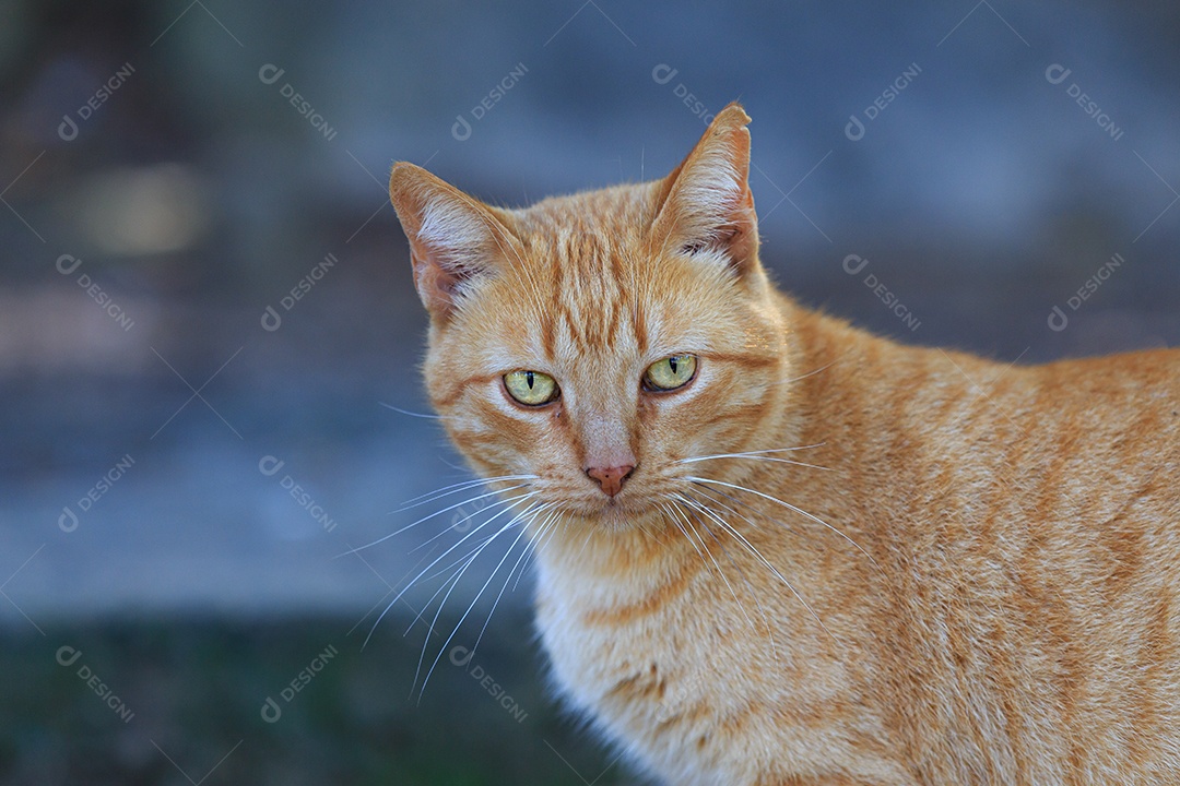 Gato amarelo sentado na estrada