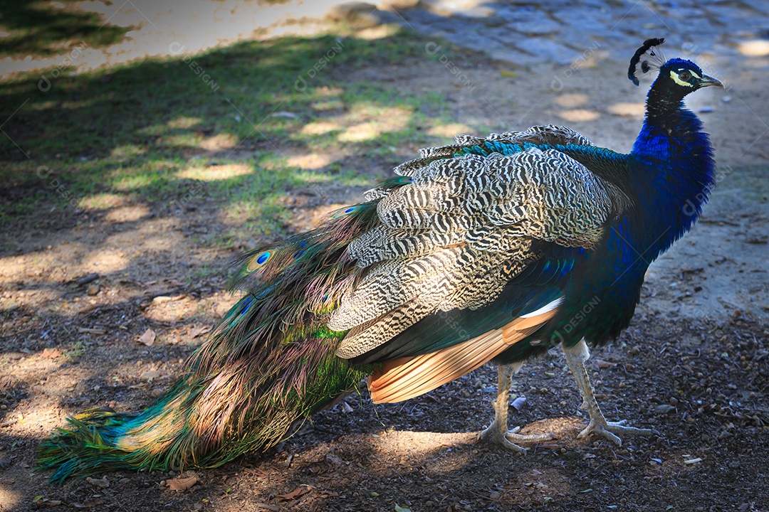 Lindo pavão na estrada
