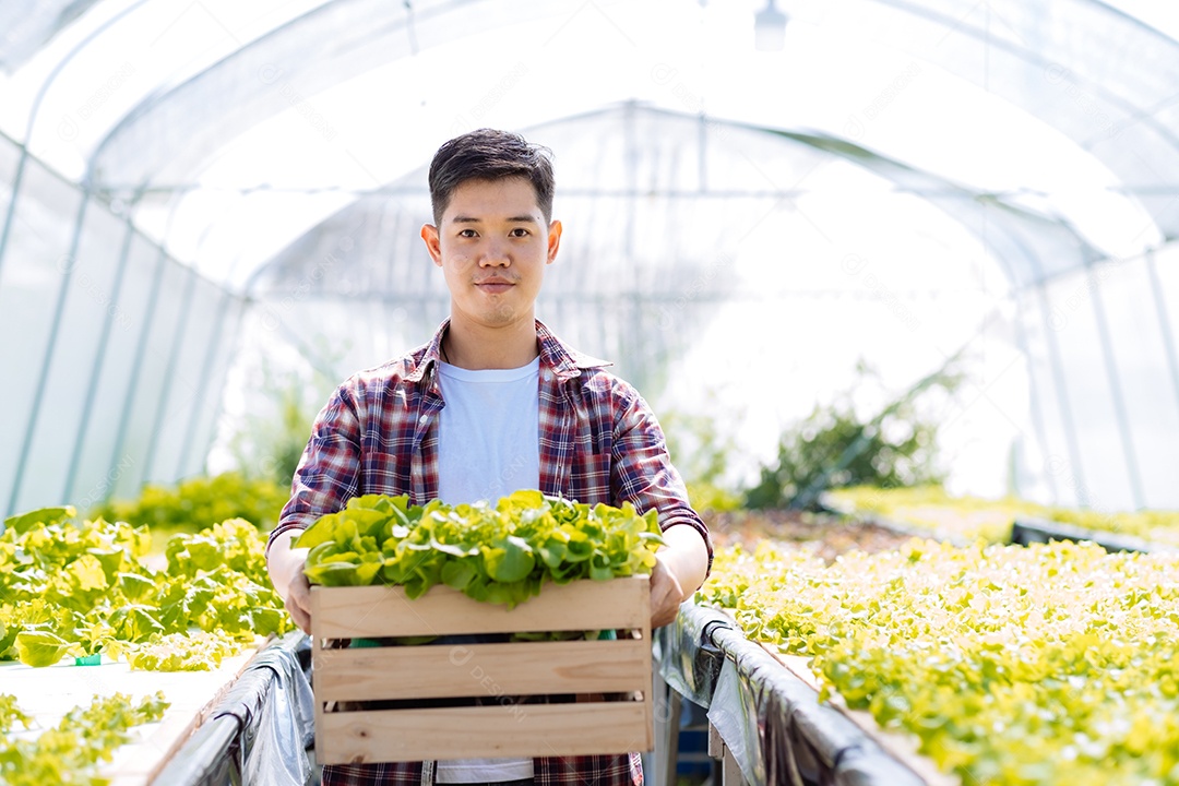 Jovem asiático colhendo fazenda orgânica de vegetais