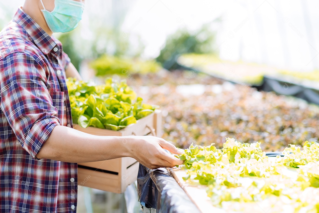 Jovem asiático em colheita de fazenda orgânica