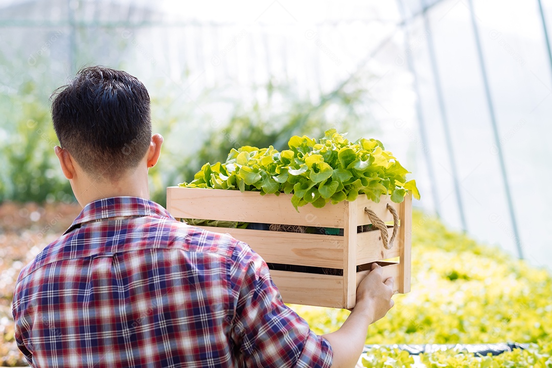 Jovem asiático em colheita de fazenda orgânica