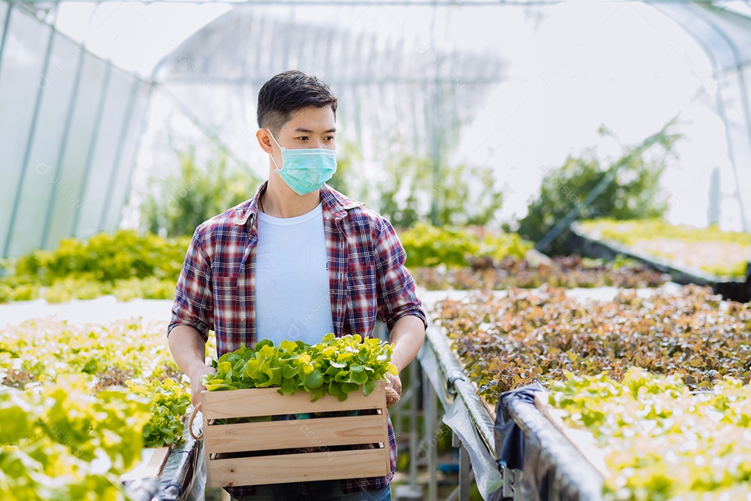 Homem colhendo alfaces frescos na horta orgânica