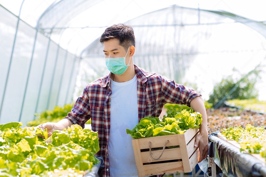 Homem colhendo alfaces frescos na horta orgânica