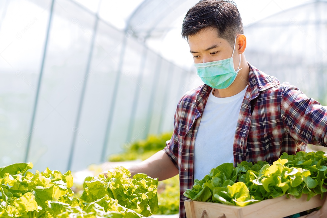 Homem colhendo alfaces frescos na horta orgânica