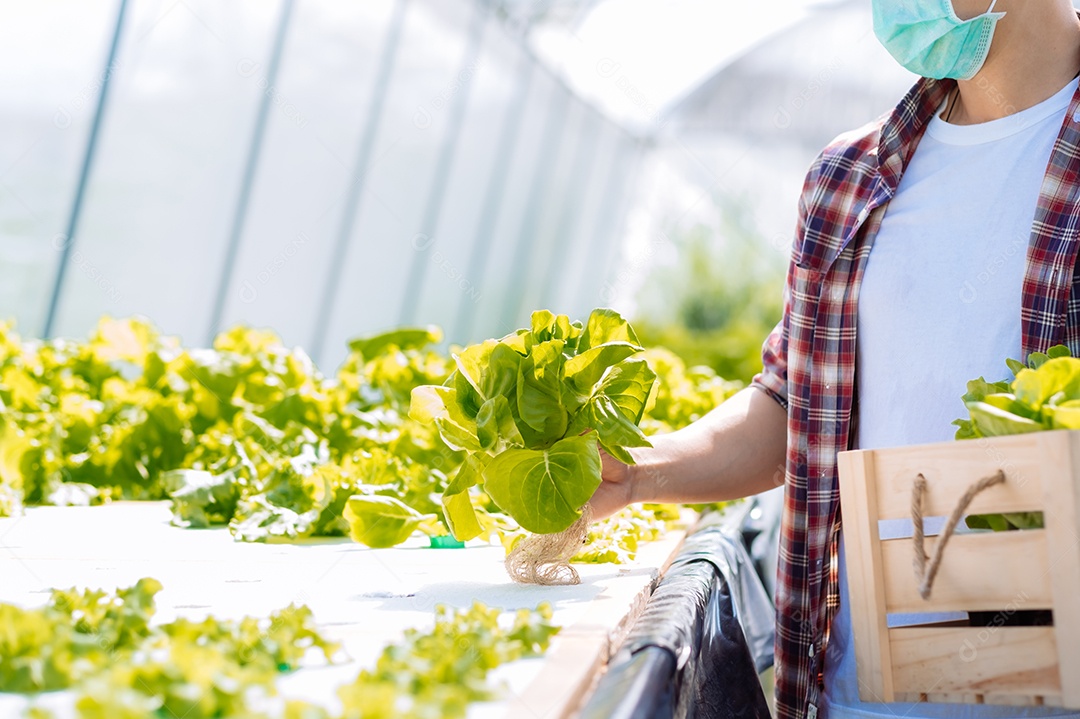 Homem colhendo alfaces frescos na horta orgânica
