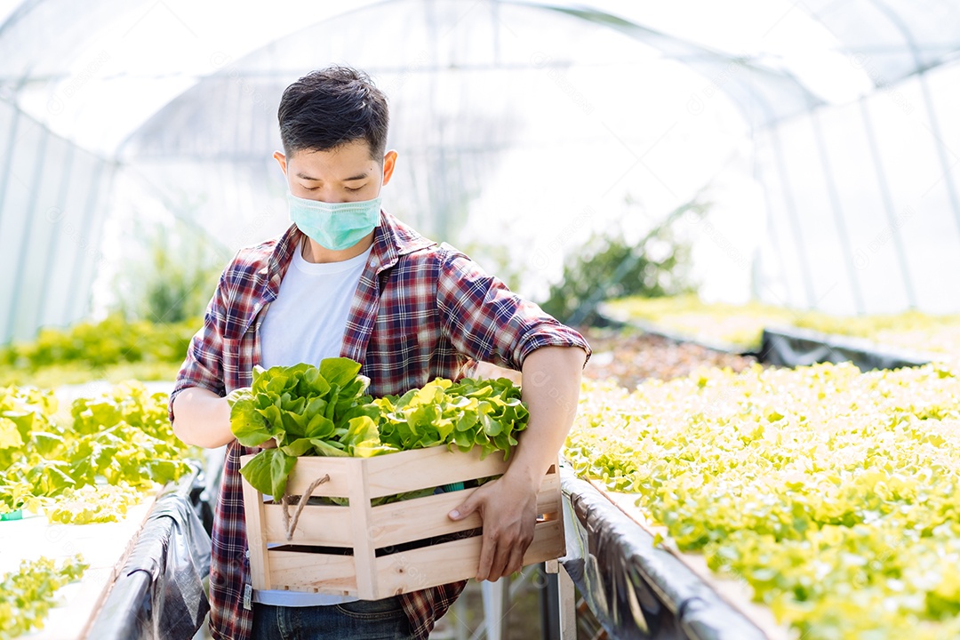 Homem colhendo alfaces frescos na horta orgânica