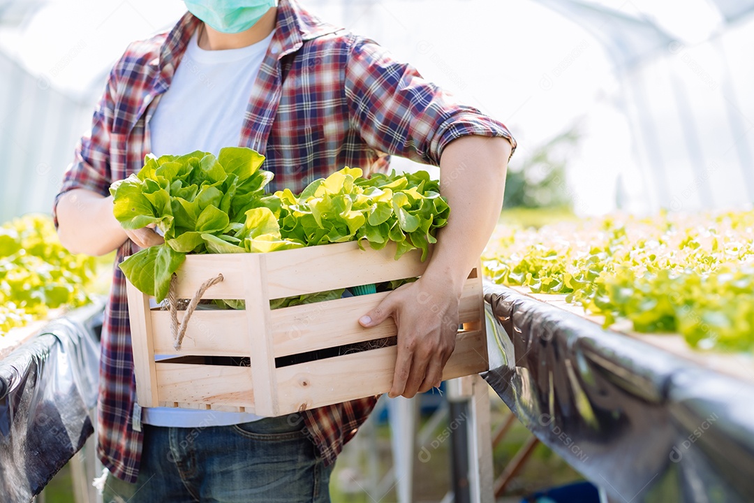 Homem colhendo alfaces frescos na horta orgânica