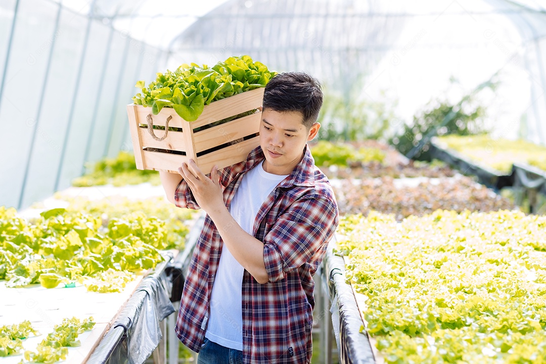 Homem colhendo alfaces frescos na horta orgânica