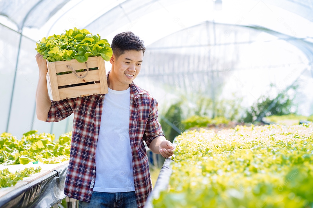 Homem colhendo alfaces frescos na horta orgânica