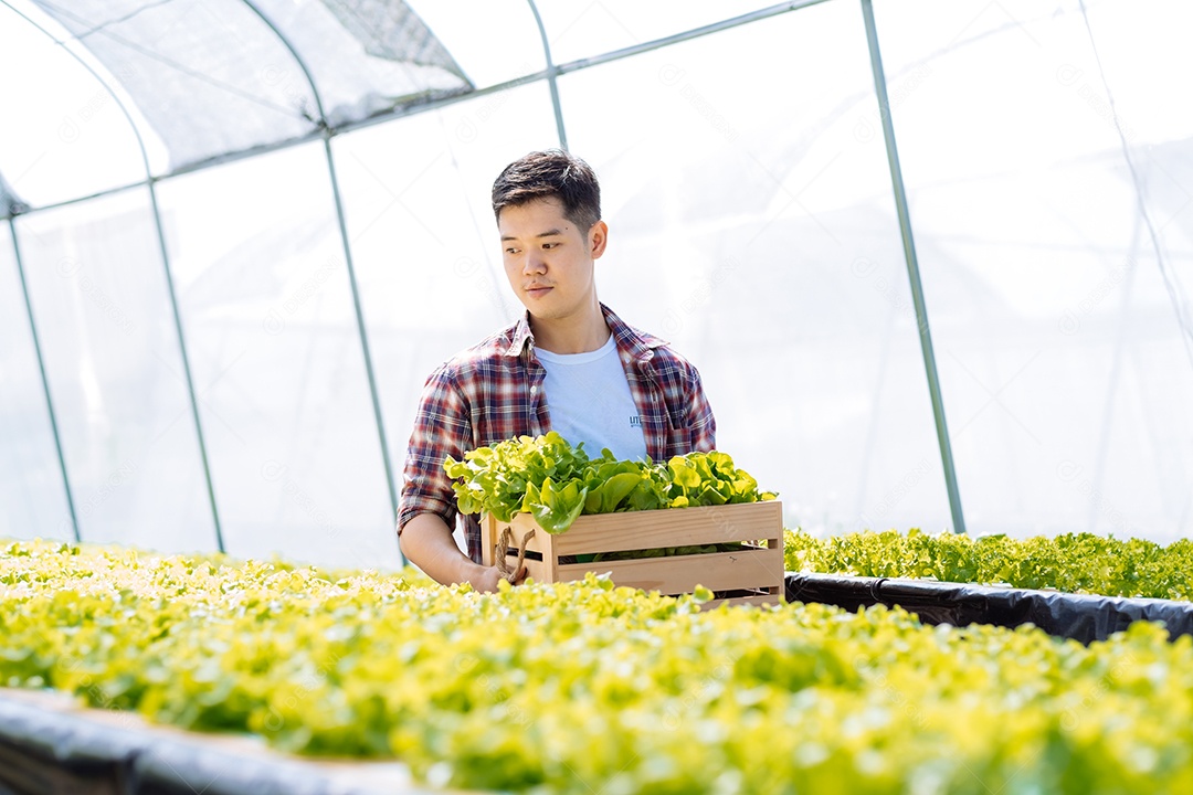 Homem colhendo alfaces frescos na horta orgânica