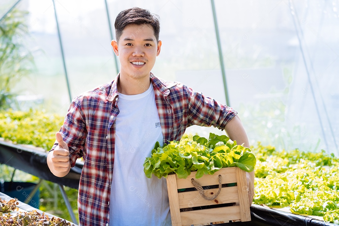 Homem colhendo alfaces frescos na horta orgânica