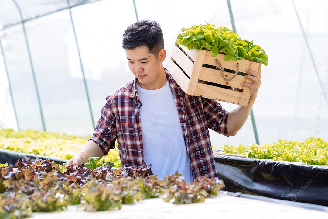 Homem colhendo alfaces frescos na horta orgânica