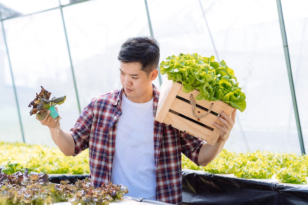 Homem asiático colhendo alfaces em horta orgânica