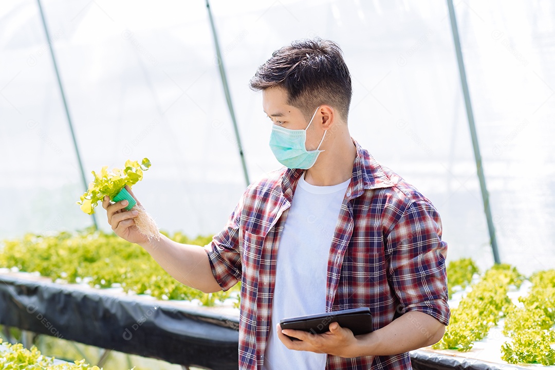 Homem asiático colhendo alfaces em horta orgânica