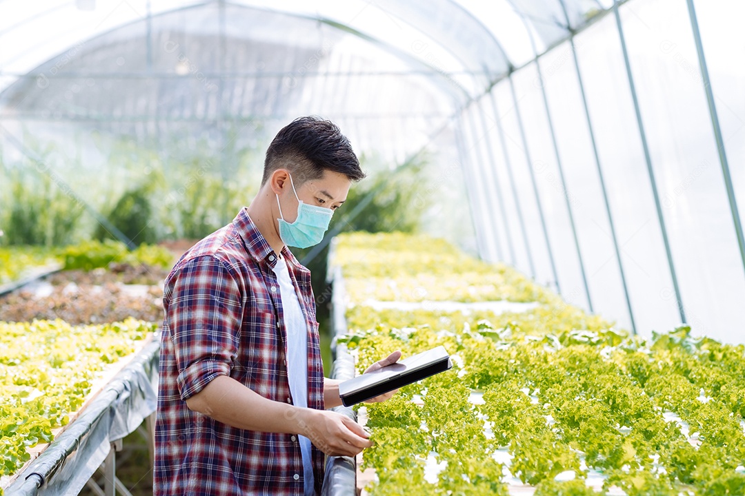 Homem asiático colhendo alfaces em horta orgânica